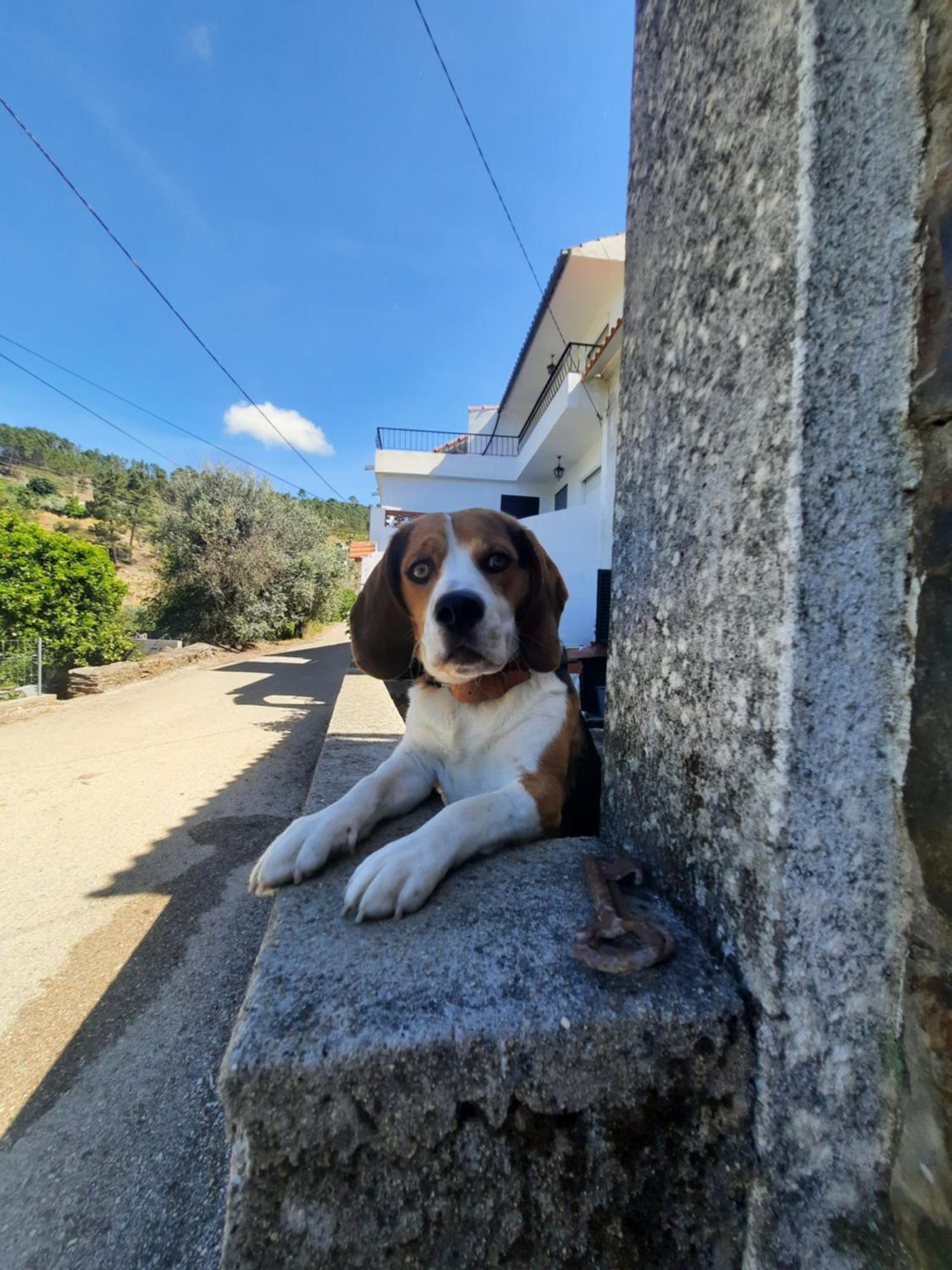 Casa Penafalcao Castelo Branco  Exteriér fotografie